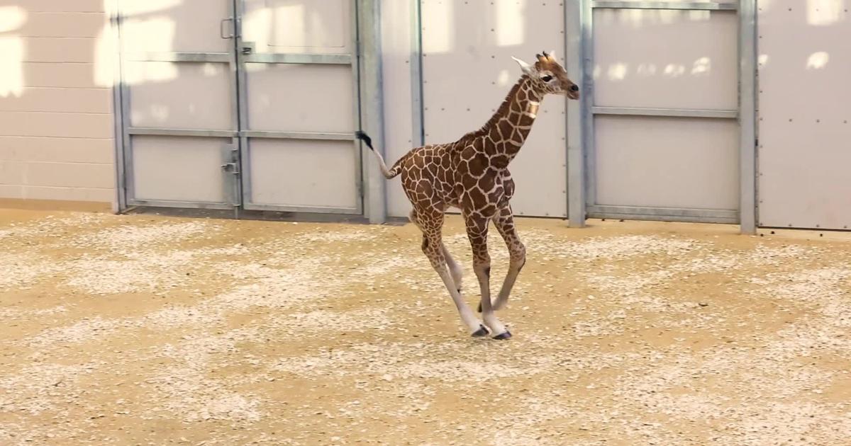 Lincoln Children’s Zoo introduces new giraffe calf [Video]