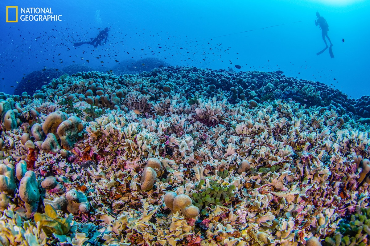 Largest Known Coral Colony Discovered Near Solomon Islands [Video]