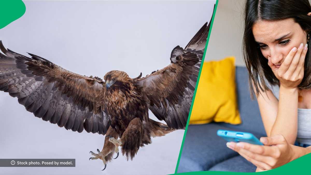 Massive Golden Eagle Tries to Fly Off With 8-Year-Old Girl, Netizens Stunned: Her Cry Is Painful [Video]