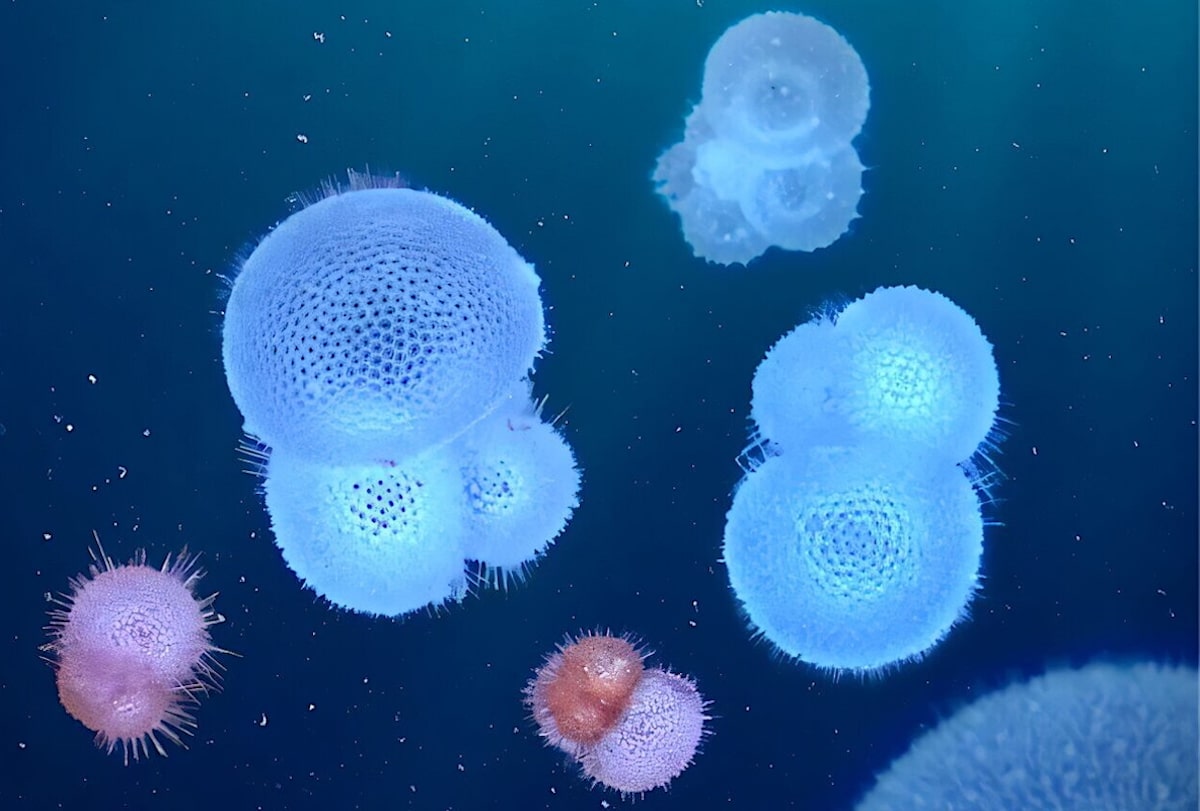 These Organisms Are Like Sentinels: Changing Oceans Threaten Plankton Species [Video]