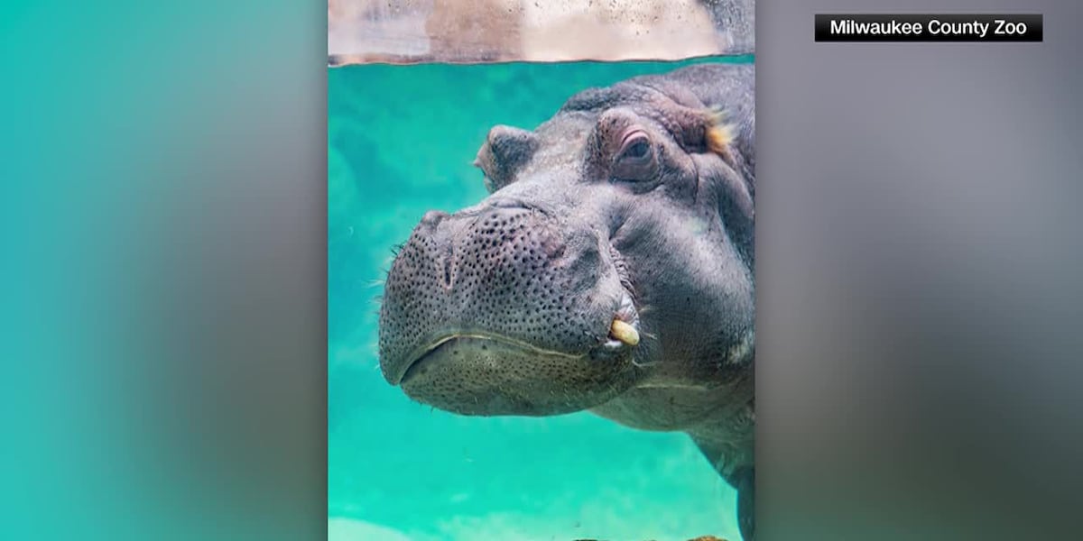 Oldest hippo in US zoo dies at 55 [Video]