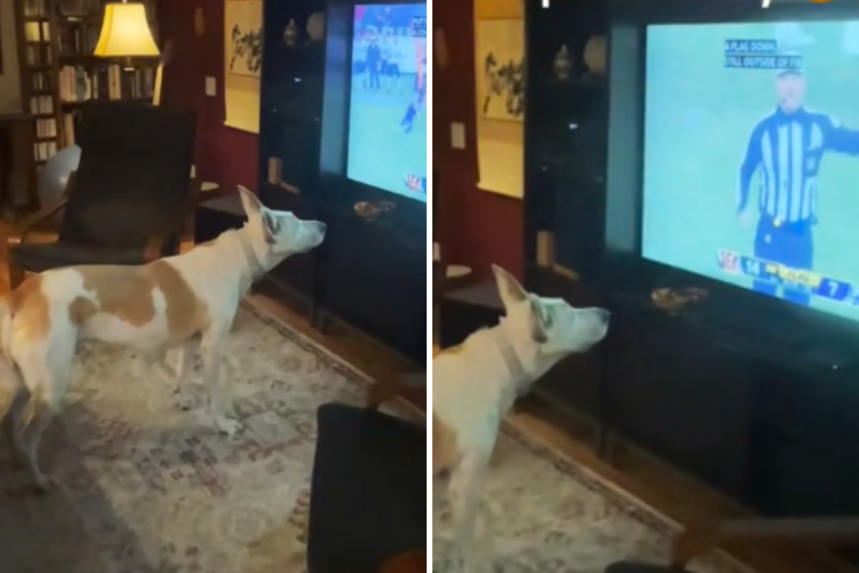 Deaf Dog Thinks NFL Referee Is Signalling to Her, Follows His Commands [Video]