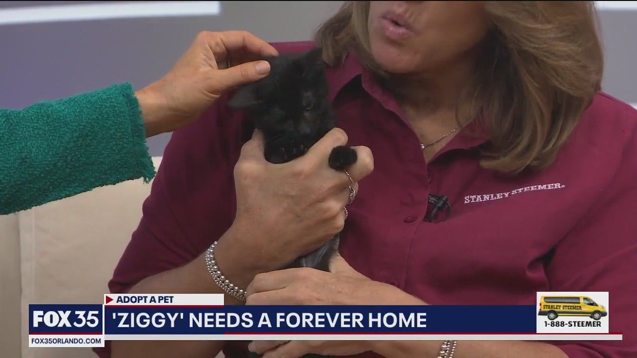 Adopt-A-Pet: Meet Ziggy | FOX 51 Gainesville [Video]