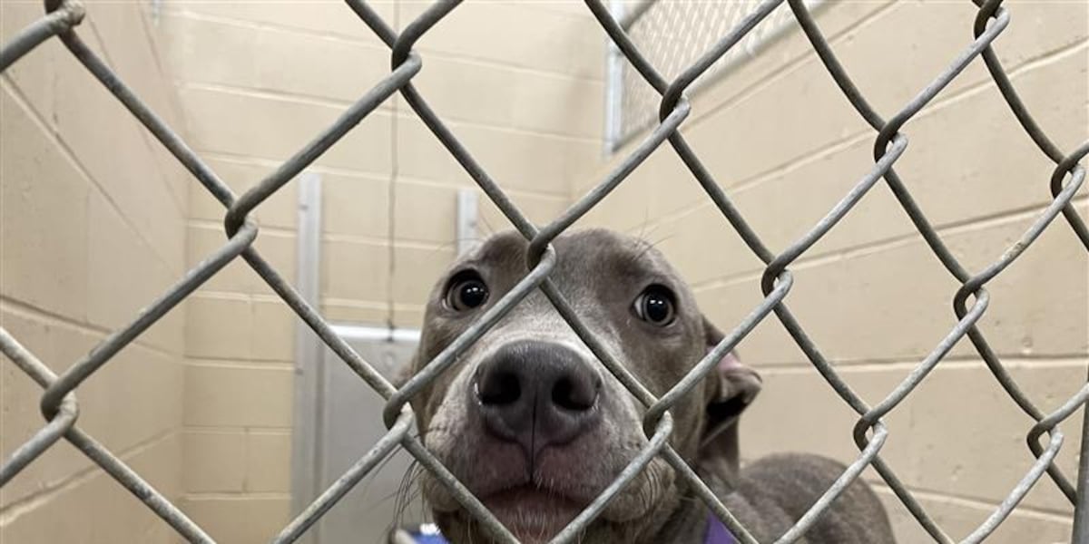 Tri-County shelters seek community support to help find homes for animals [Video]