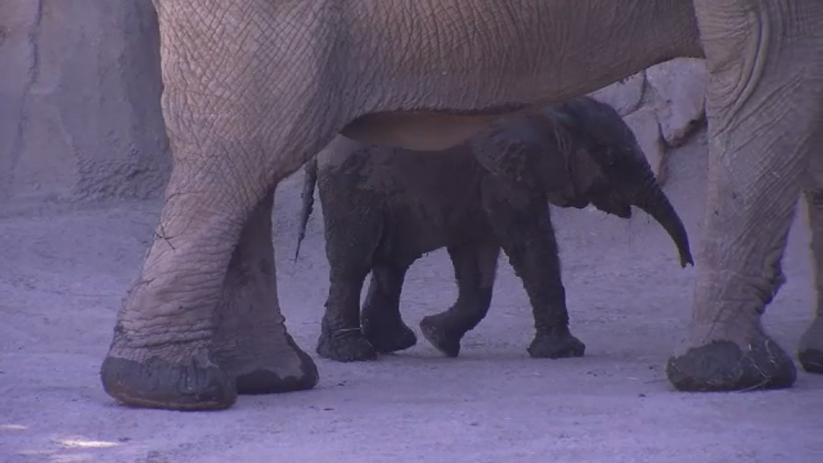 Madera Unified partners with Fresno Chaffee Zoo for fundraiser to support the elephant calves [Video]