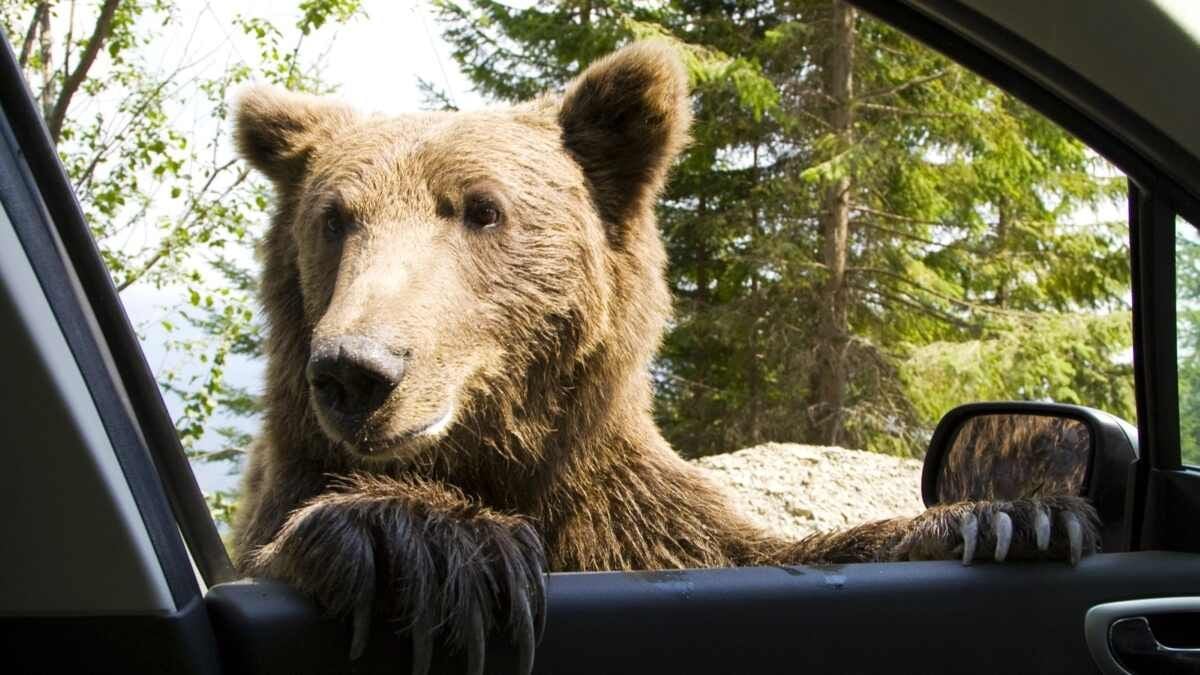 Fake Bear Video Footage Used to Scam Car Insurance Company