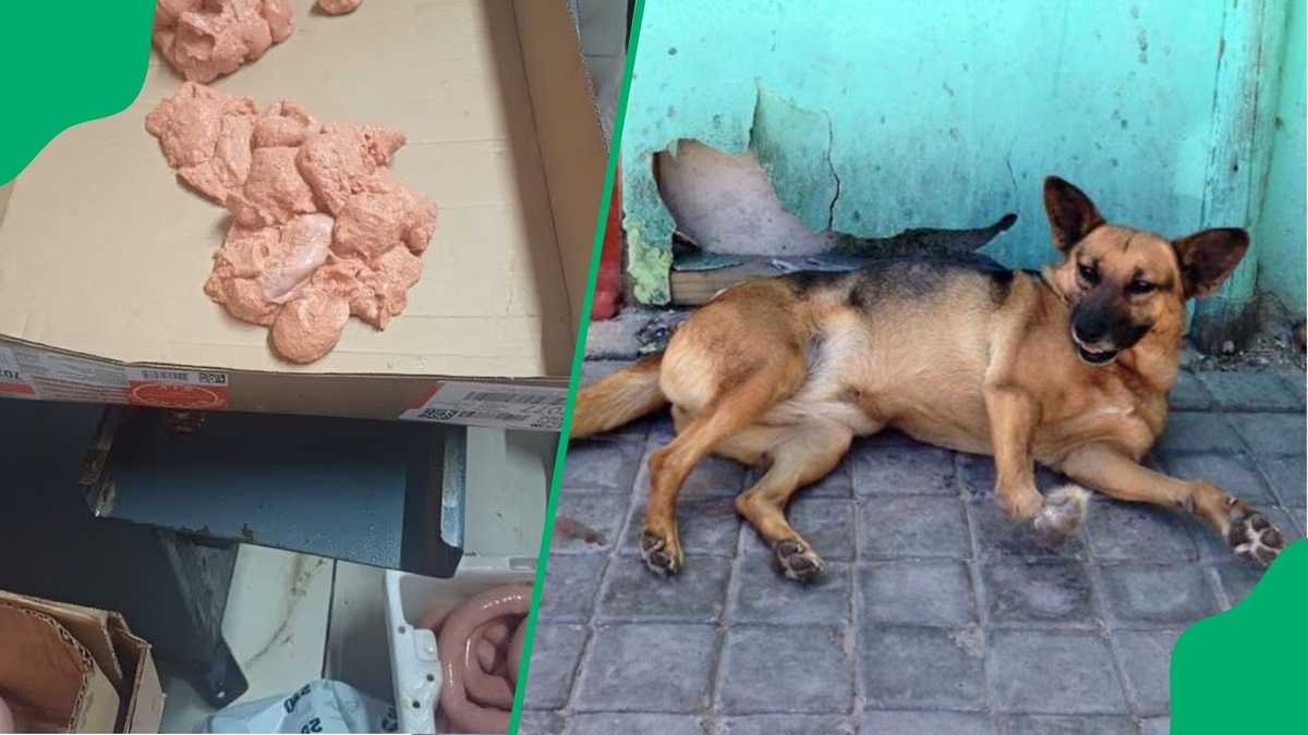 Cape Town Meat Processing Facility Busted Stuffing Dog Food Into Wors, Clips Go Viral [Video]