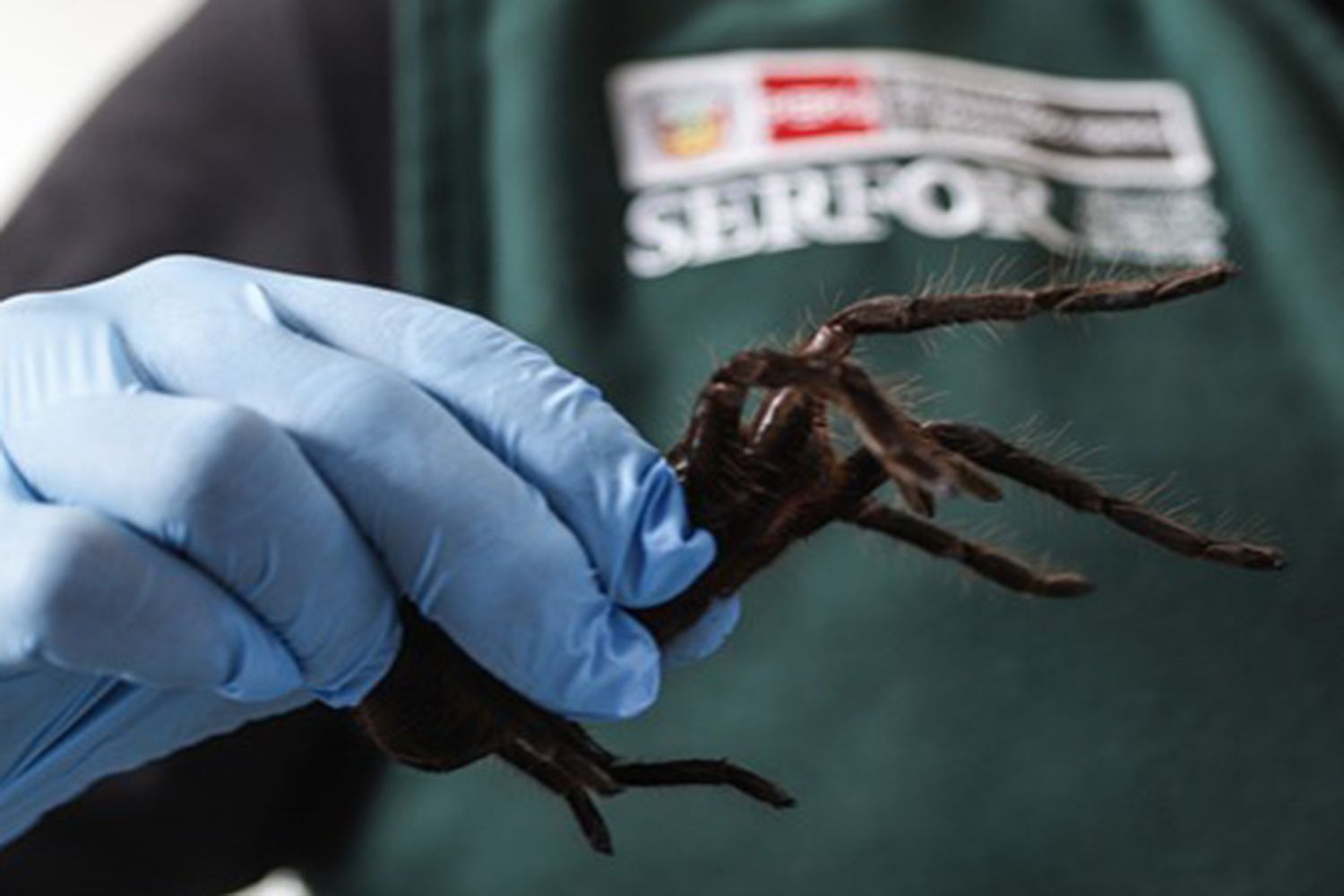 Man Caught Smuggling 320 Tarantulas by Strapping Them to His Body [Video]