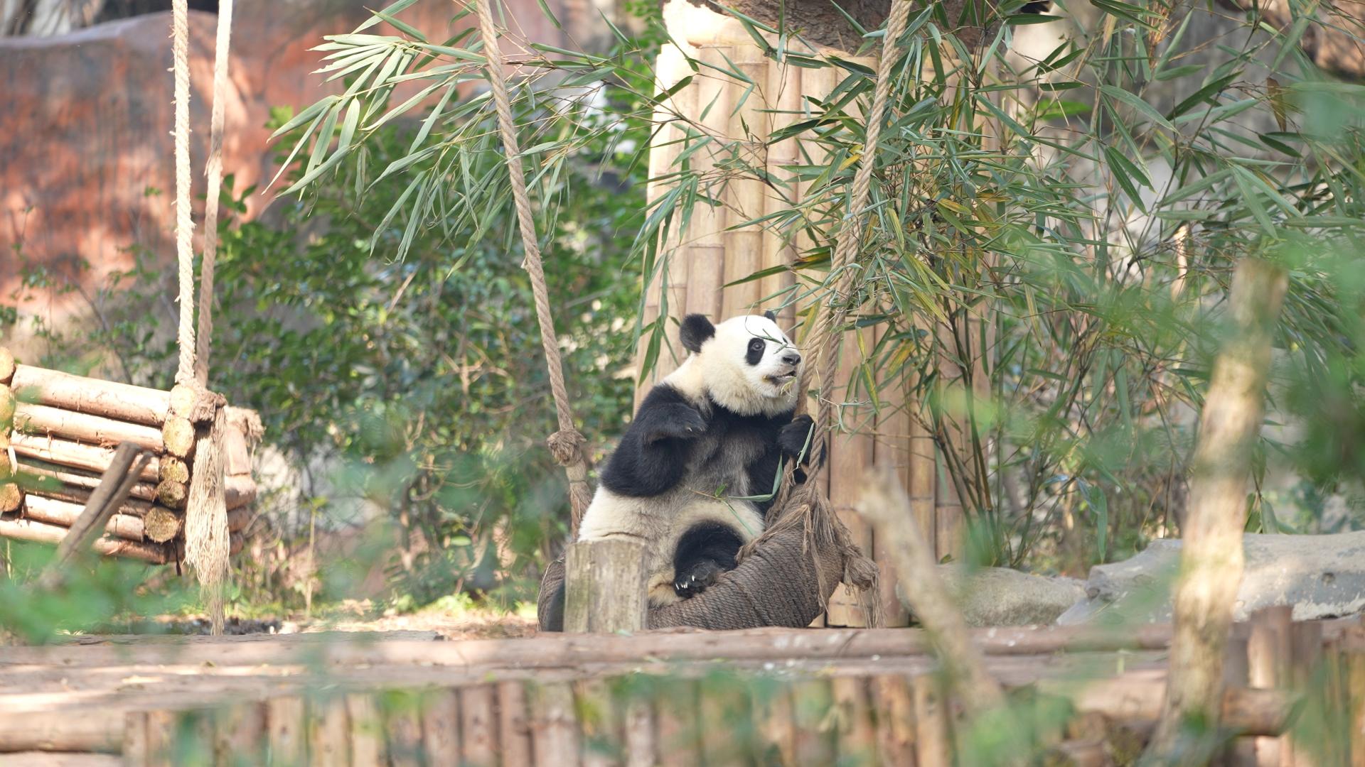 A slice of Chengdu: These pandas are so adorable [Video]