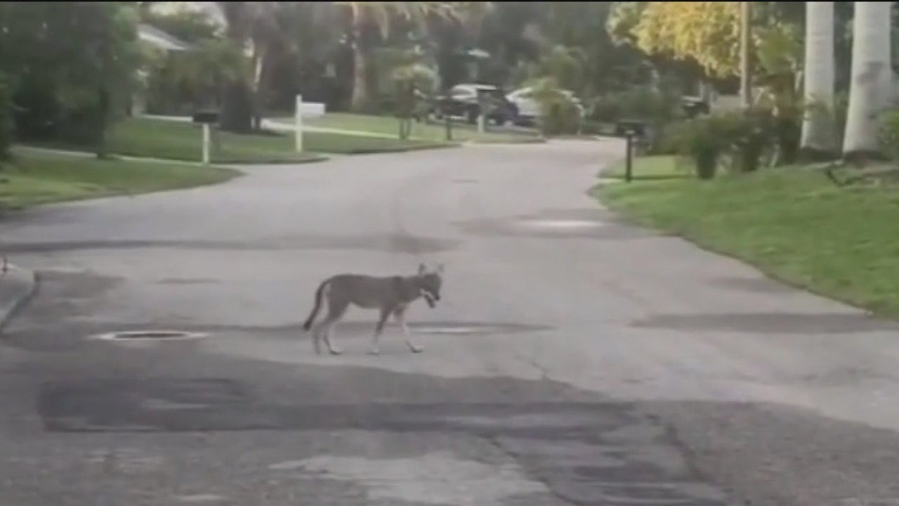 FWC holds meeting over recent coyote sightings [Video]