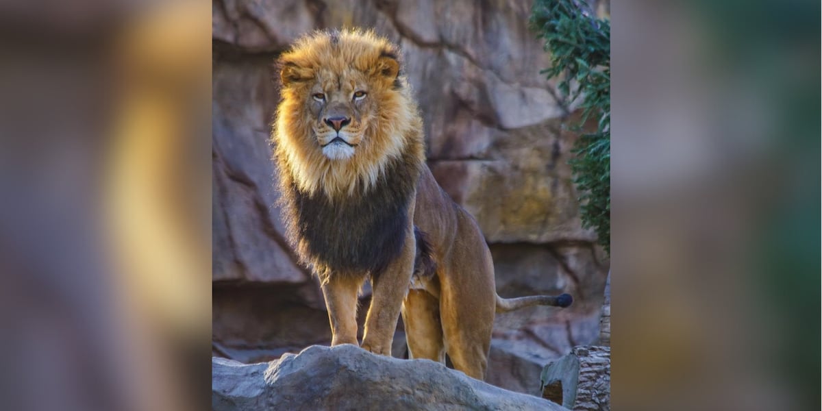 Saint Louis Zoo announces death of African lion Ingozi [Video]