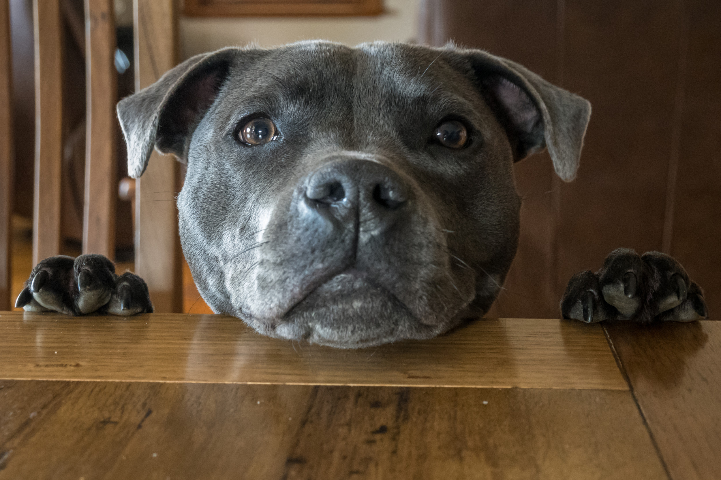 Reason Dog Was Sent Home From Daycare Leaves Internet in Hysterics [Video]