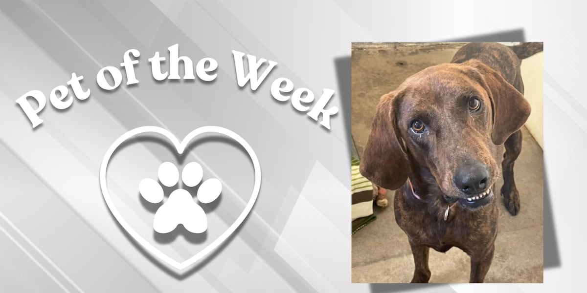 Pet of the Week: Marvelous Mr. Brown [Video]