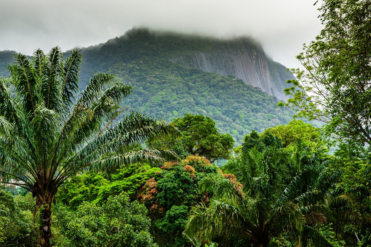 Forests With More Diverse Trees Capture More Carbon, Study Finds [Video]