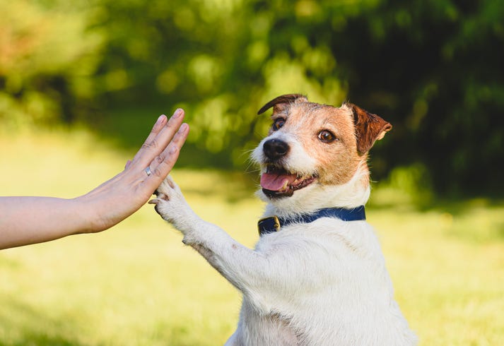 Frontwave Credit Union "Home for the Holidays" pet adoption [Video]