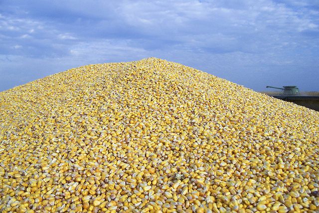 Corn Acreage in South America: Stable in Brazil, Sharp Decline in Argentina [Video]