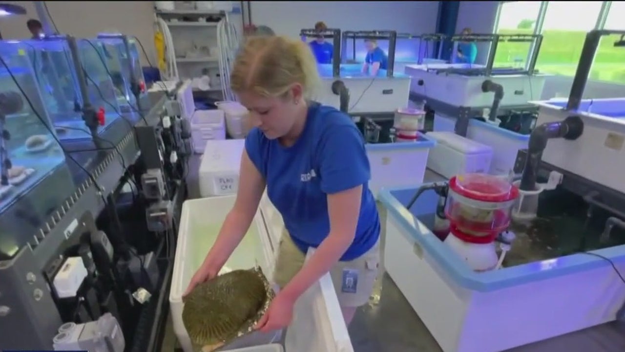 Corals returned after hurricane evacuation [Video]