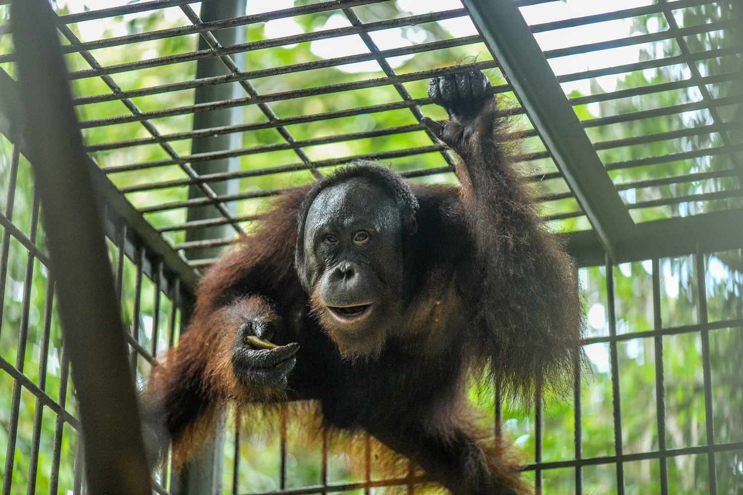 Abused Orangutan Overcomes Injuries and Jumps for Joy Upon His Release [Video]