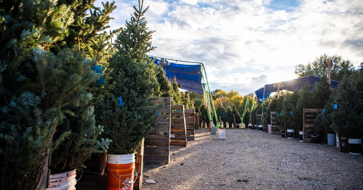 College Station Lions Club sets Christmas tree lot opening [Video]