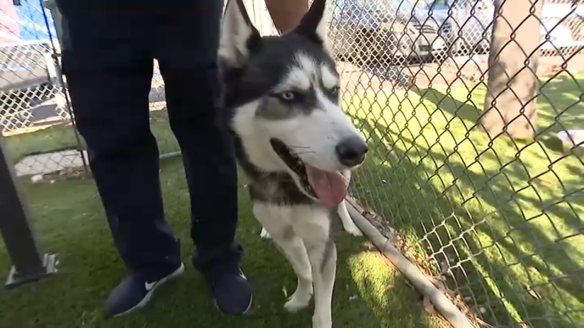 Rex the Husky looks for permanent home after being surrendered twice  NBC Los Angeles [Video]