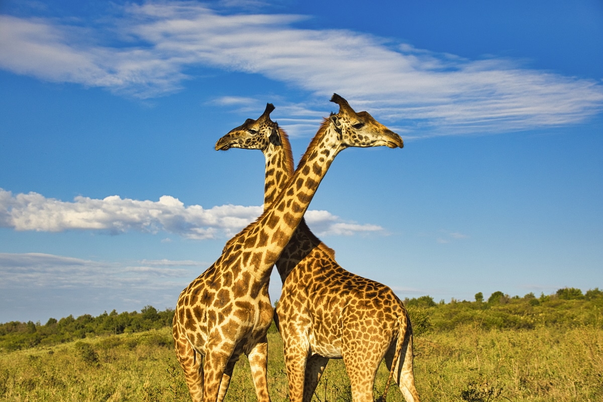 U.S. Proposes Listing Giraffes Under the Endangered Species Act for the First Time [Video]