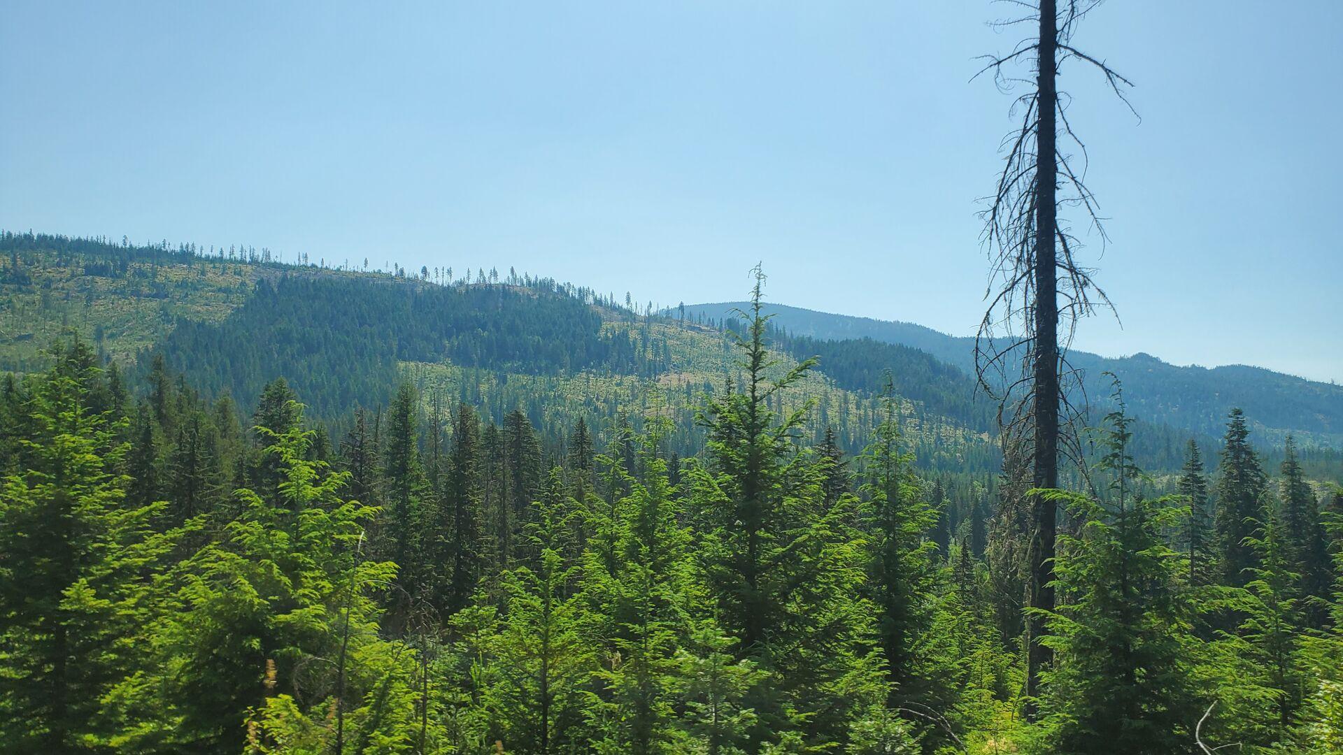 Future of 190 acre Spokane forest causing concern, petition to stop development [Video]