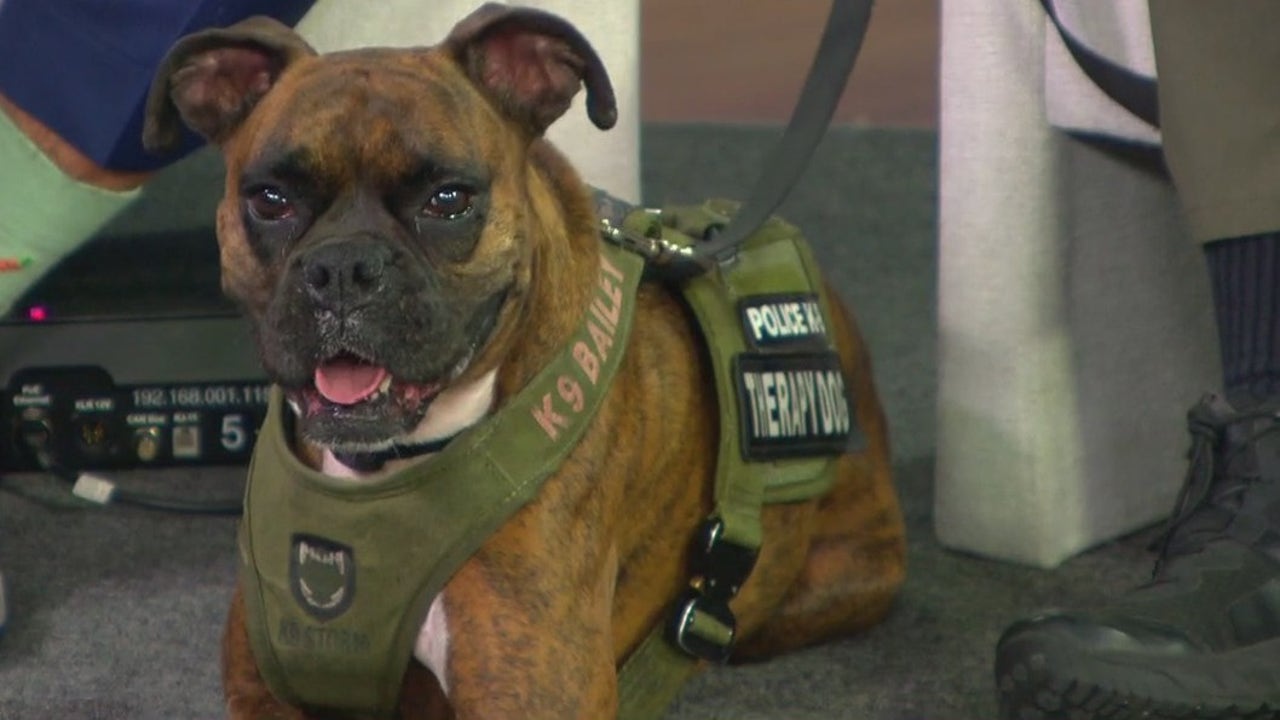 USF K-9 nominated for national award [Video]