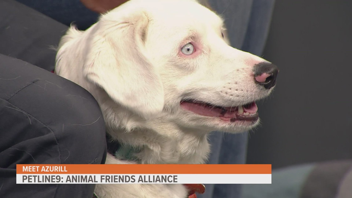 This sweet pup is deaf, visually impaired and looking for a new home [Video]