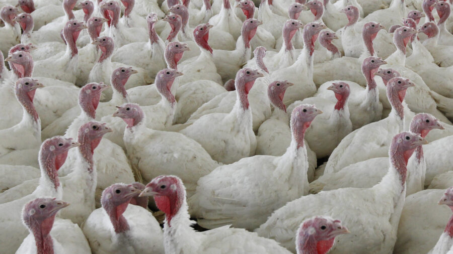 Turkey facilities in Utah report avian flu cases [Video]