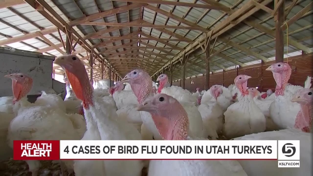 Video: Avian flu affecting Utah turkey facilities, UDAF confirms [Video]