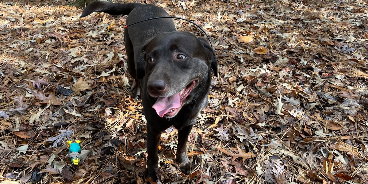 Meet Abby, a traveling barkeologist whos helping uncover a centuries-old hidden cemetery [Video]