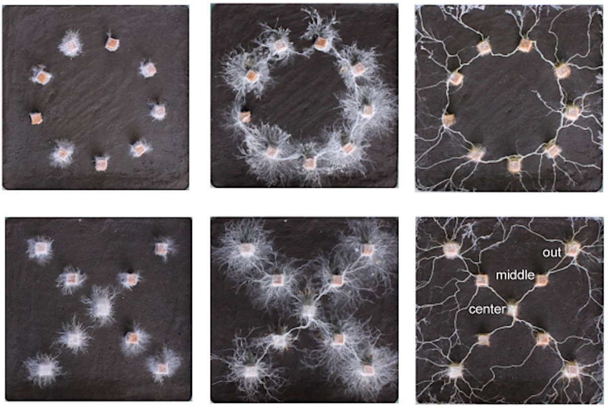 Mind-Blowing: Study Shows Fungal Networks Can Solve Problems and Make Decisions [Video]