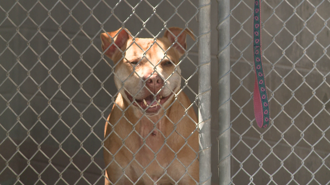 Clay County will begin construction on new animal shelter in 2025 [Video]