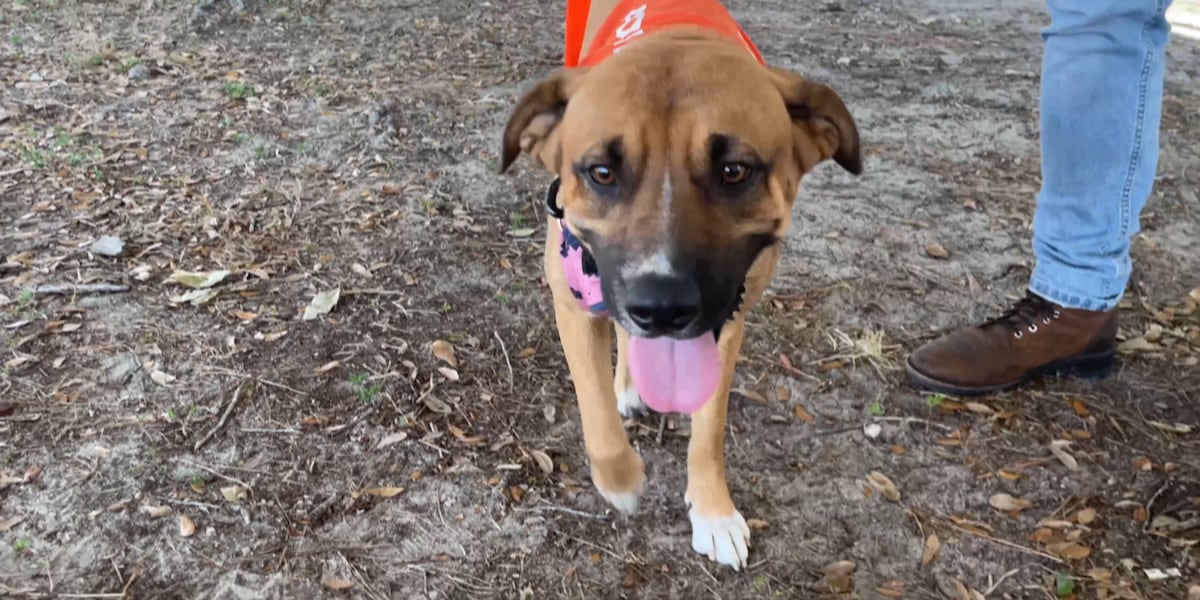 Thousands turn out for Paws in the Park as part of milestone celebration [Video]