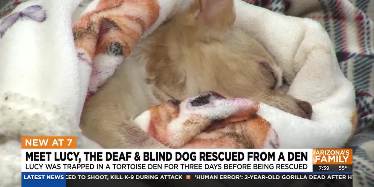 Meet Lucy: Deaf, blind dog rescued from den in Peoria backyard [Video]