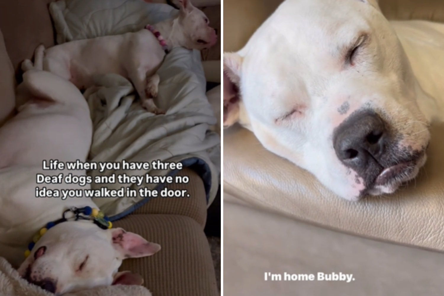 Adorable Way Man Wakes Deaf Dogs From Nap So They 