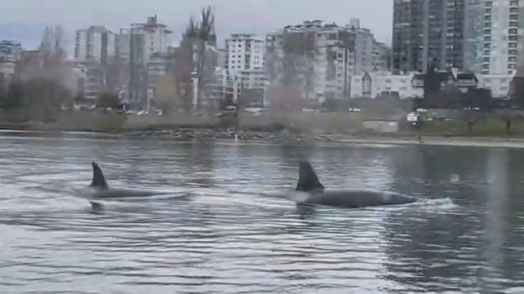 Orcas surprise ferry passengers in Vancouver’s False Creek [Video]