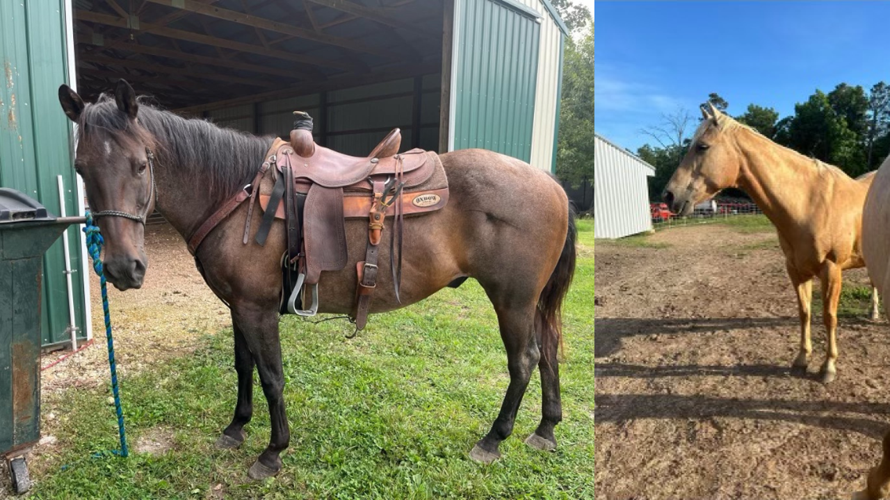 Georgia agriculture investigators help crash interstate horse theft case [Video]