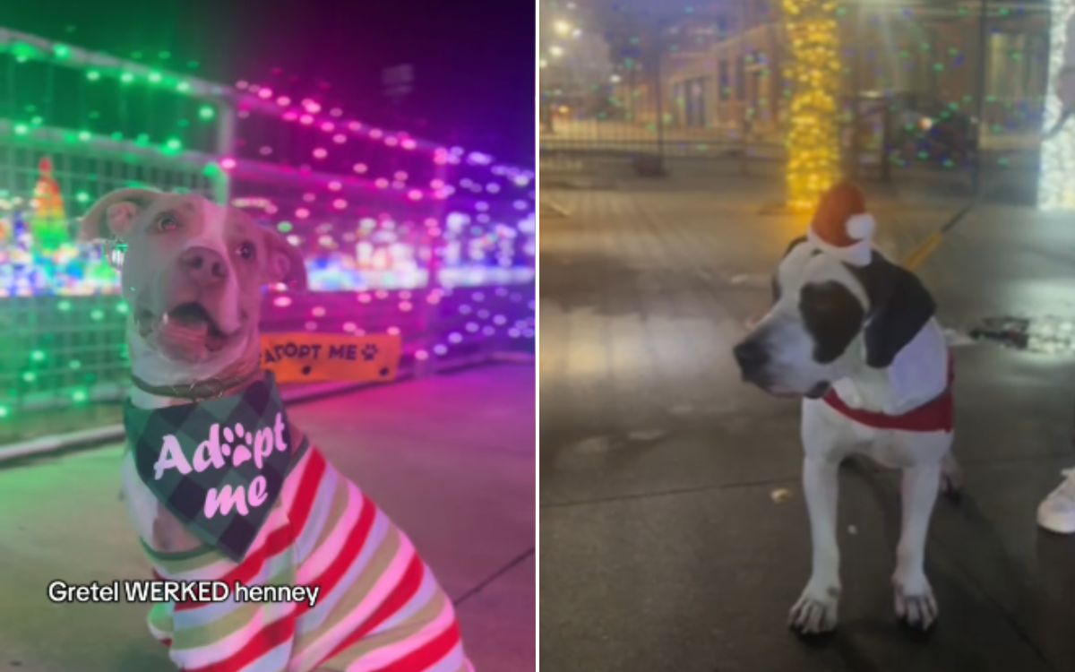 Shelter Finds Magical Way To Get Dogs in Christmas Spirit: ‘Look So Happy’ [Video]