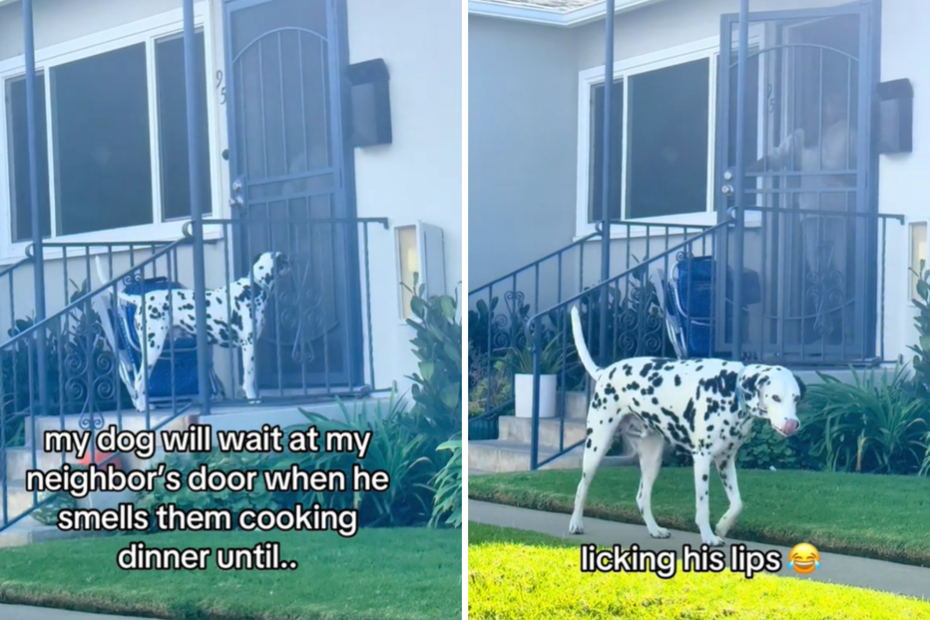 Dalmatian Waits Outside Neighbor’s House, the Reason Delights His Owner [Video]