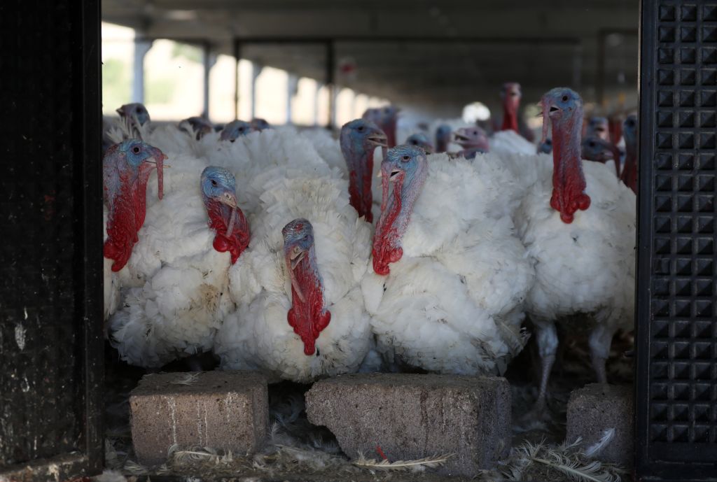 Fowl Play: Resurfaced PETA Probe Claims Slaughterhouse Employee Sexually Assaulted Turkeys [Video]