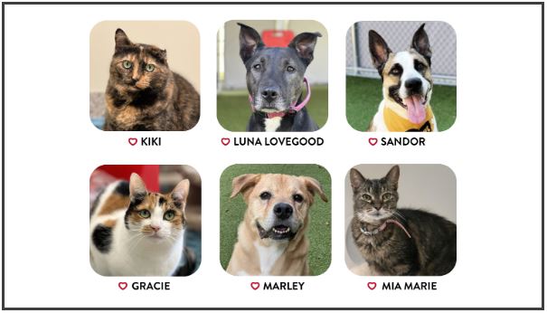 One Humane Society Planning Black Friday Adoption Event [Video]