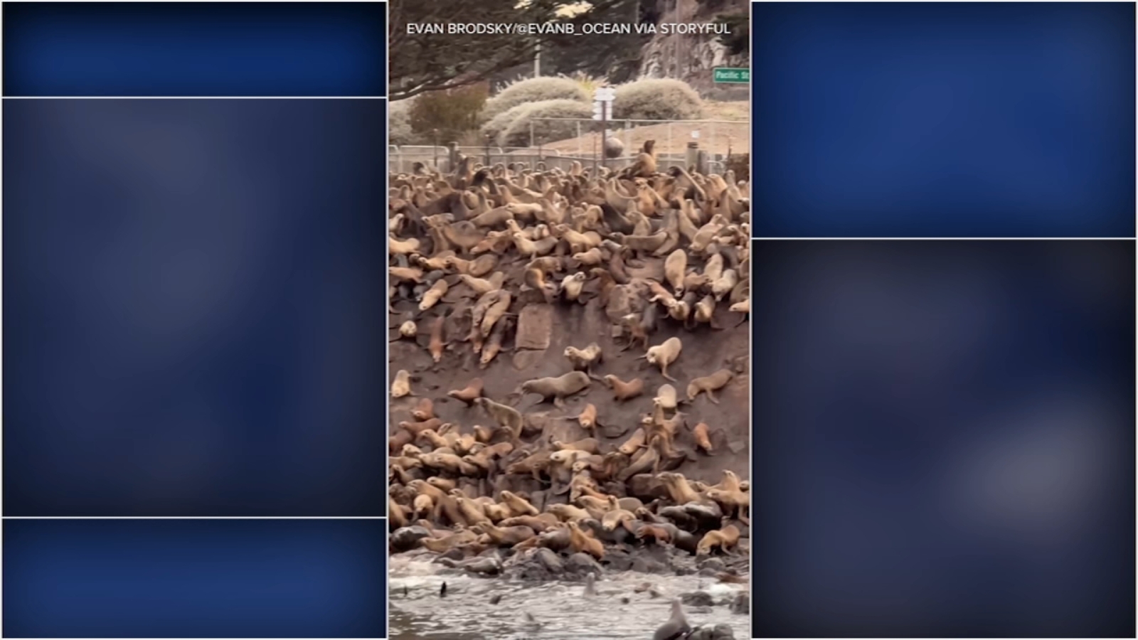 ‘Avalanche’ of sea lions tumbles into waters near Monterey Harbor, video shows