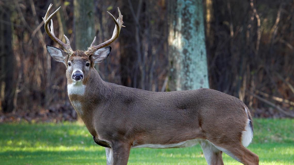 Ohio hunters can donate venison to support local food banks [Video]