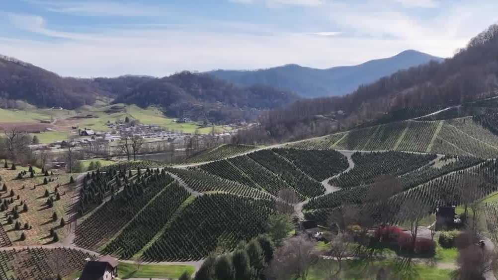 Western North Carolina Christmas tree farm feeling holiday spirit [Video]