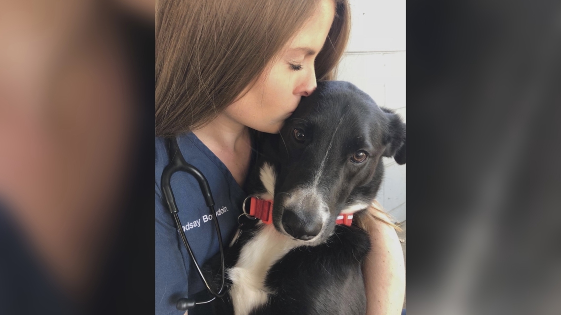 Dog missing for 6 weeks found safe in Safety Harbor [Video]