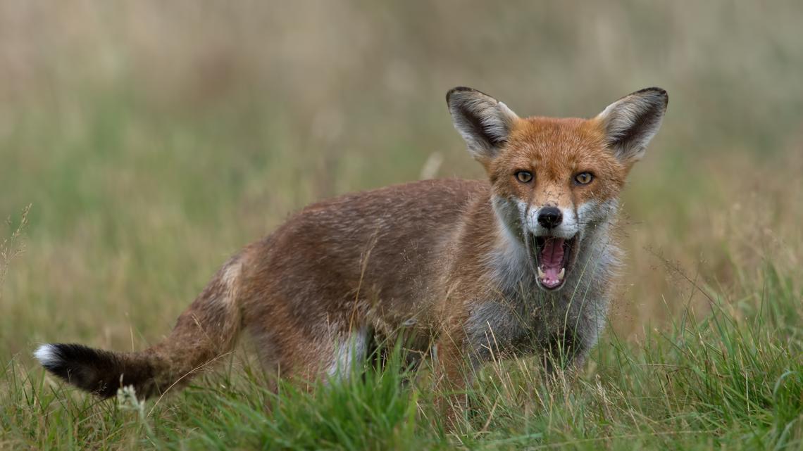 Fox bites person in New Braunfels and tests positive for rabies virus, health officials say [Video]