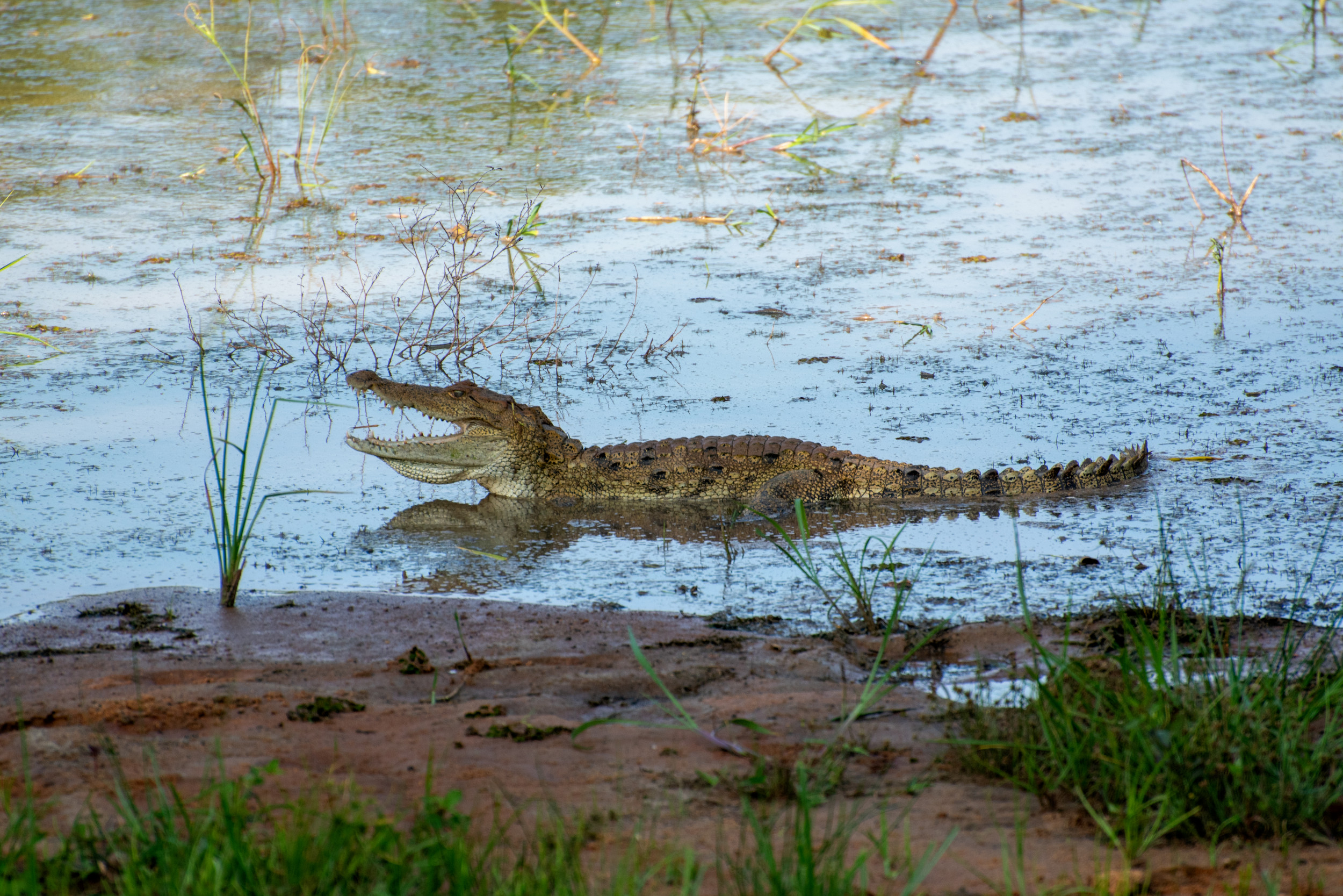 Drone Finds 3-Meter Crocodile Lurking in Waves at Popular Tourist Beach [Video]