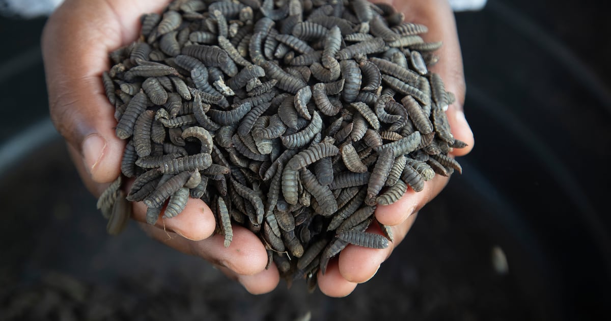 Some Zimbabwe farmers turn to maggots to survive drought and thrive  Boston 25 News [Video]