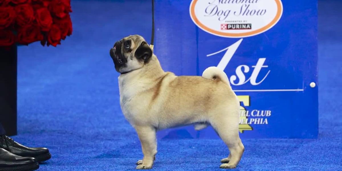 Vito is America’s newest top dog [Video]